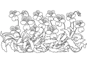 Página para Colorir Jardim das Violetas