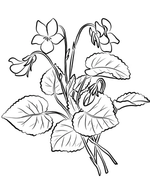 Página para Colorir Imagem de Violetas