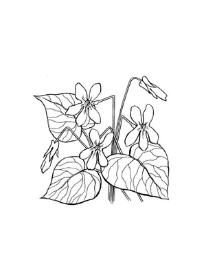 Página para Colorir Página para Colorir de Flores Violeta