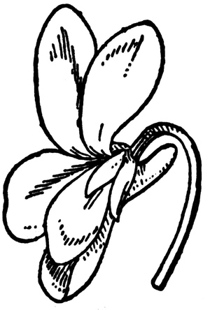 Flor Violeta