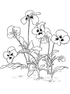 Página para Colorir Página para Colorir de Flores Violeta para Imprimir