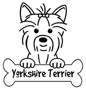 Adorável Yorkshire Terrier