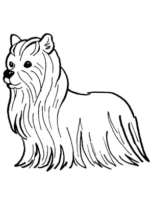 Página para Colorir Página para Colorir de um Yorkie