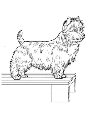 Página para Colorir Adorável Yorkshire Terrier