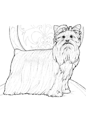 Página para Colorir de Desenho de Yorkshire Terrier