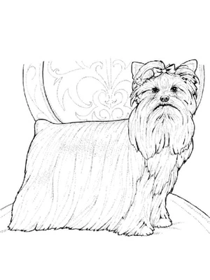 Página para Colorir Página para Colorir de Desenho de Yorkshire Terrier