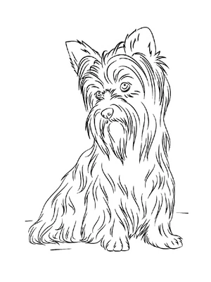 Página para Colorir Página para Colorir Yorkshire Terrier