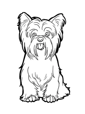 Página para Colorir Yorkshire Terrier
