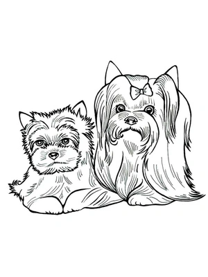 Página para Colorir Cães Yorkshire Terrier