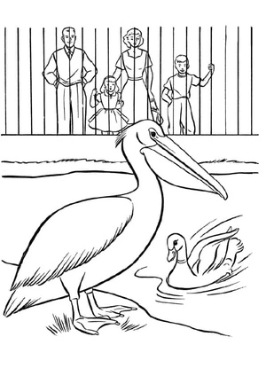 Página para Colorir Pelicano e Pato no Zoológico